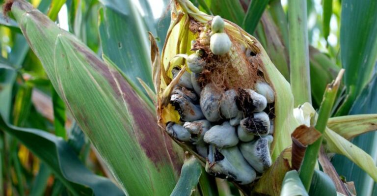 Here’s What Those Black Blisters Showing Up On Your Corn In North Carolina Really Mean