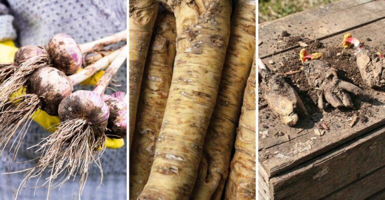 9 Edible Plants You Can Still Grow In New York Before The First Freeze