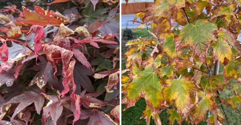 Why Some Ohio Maples Turn Brilliant Red And Others Just Turn Brown