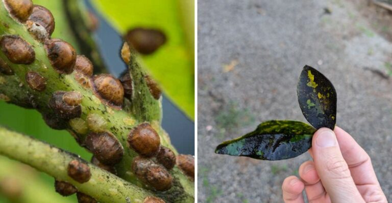 Why California Gardeners Should Watch For Scale Insects As Fall Arrives