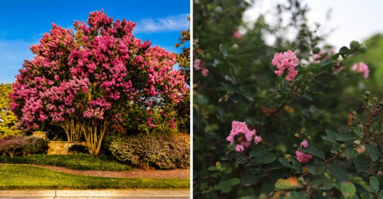 The One Thing You Must Do To Crape Myrtles In Georgia Before Fall Ends