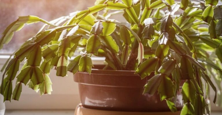 Why Your Christmas Cactus Blooms Too Early (Or Too Late)