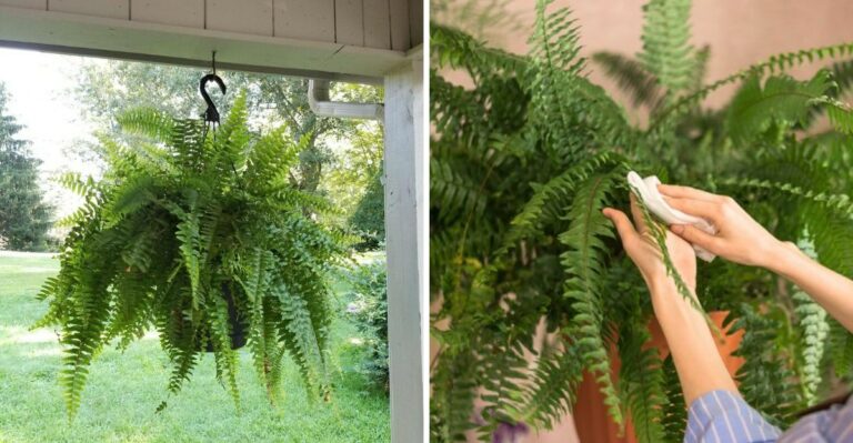 The Reason North Carolina Gardeners Are Moving Potted Ferns Indoors Before October Is Over