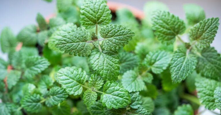 10 Great Reasons Why New York Gardeners Should Grow Lemon Balm