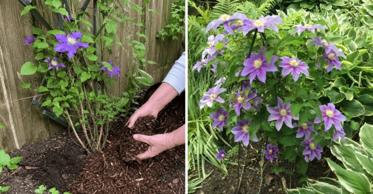 Fall Tricks That Help California Clematis Build A Fuller Vine Next Year