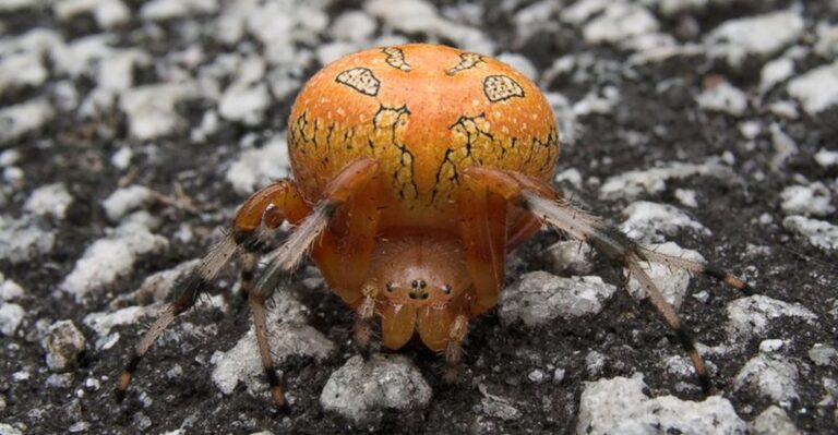 Virginia’s Most Halloween-Ready Spider Is Spinning Webs In Your Yard Right Now