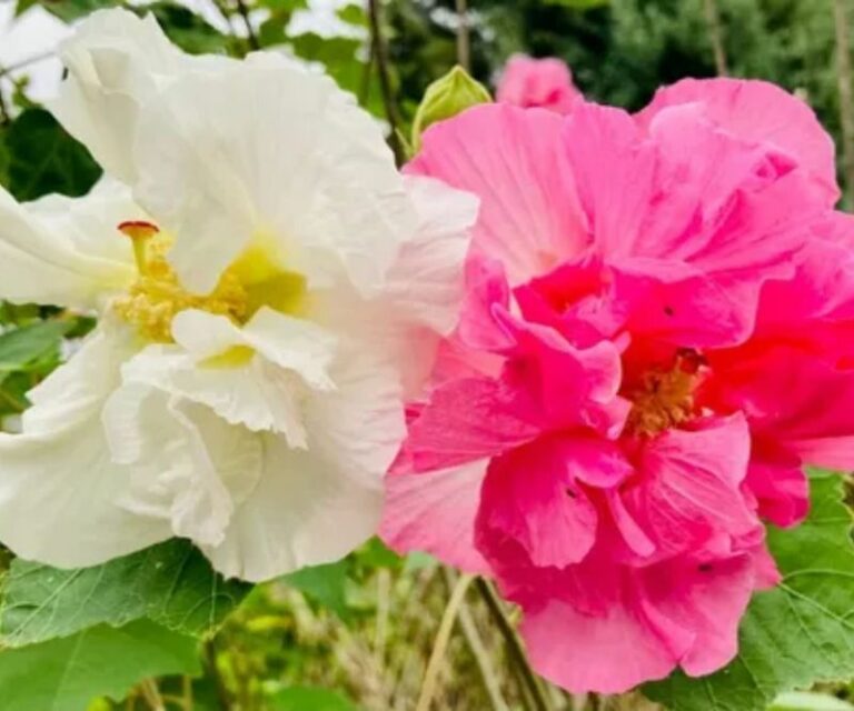 This Old-Fashioned Shrub Opens White And Shifts Toward Pink During the Day in Arizona Yards