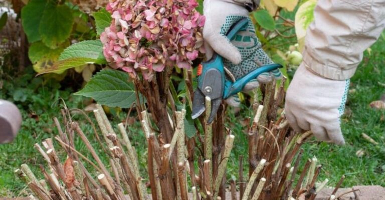 Is Fall Pruning Hydrangeas In Michigan Really A Good Idea