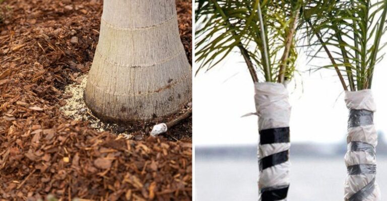 What Texas Palms Need In October Before Growth Slows Down