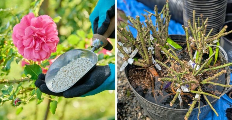Do This For California Roses In October Or Next Spring’s Blooms Suffer