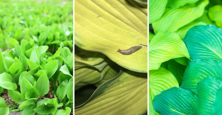 8 Mistakes To Avoid When Growing Hostas In New York