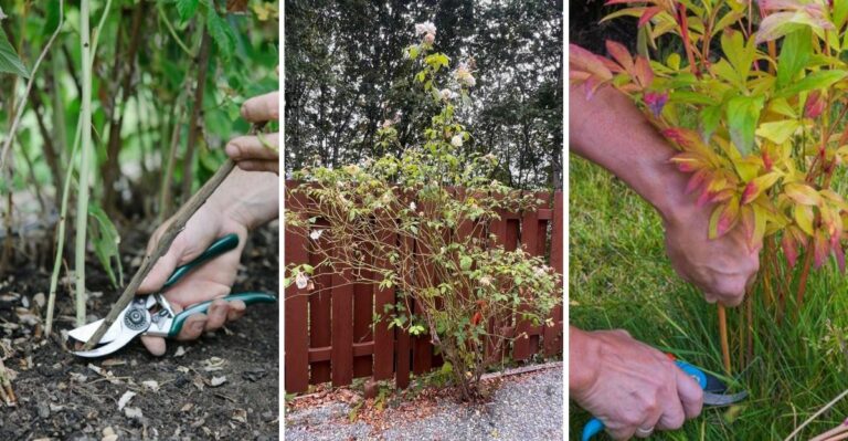 What To Prune In Virginia This October And What Not To Touch