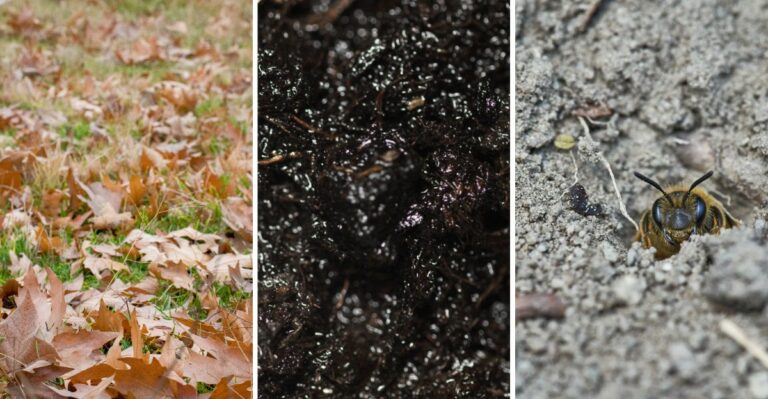 What Fallen Leaves Actually Do To Pennsylvania Soil Over The Winter
