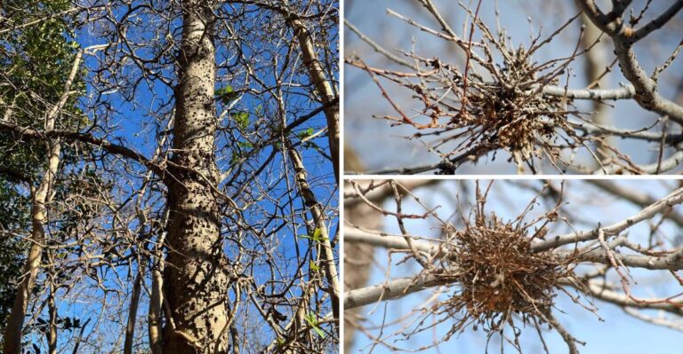 Dense Twig Tangles Are Becoming Easy To Spot In Missouri Treetops