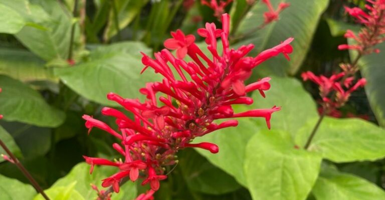 What It Means When Firespike Suddenly Blooms In Your Florida Garden This Fall