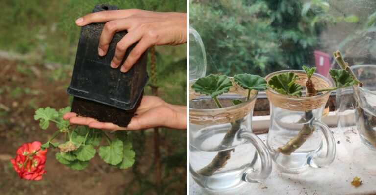 How To Save Your Virginia Geraniums Before First Frost Hits