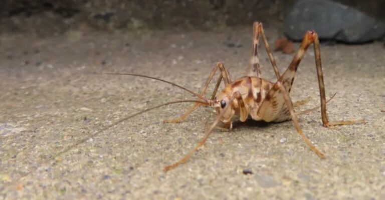 Spider Crickets Are Turning Up In Georgia Basements And Garages This Fall