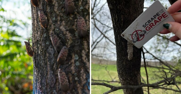 What To Do When You Find Lanternfly Egg Masses In Your New Jersey Yard