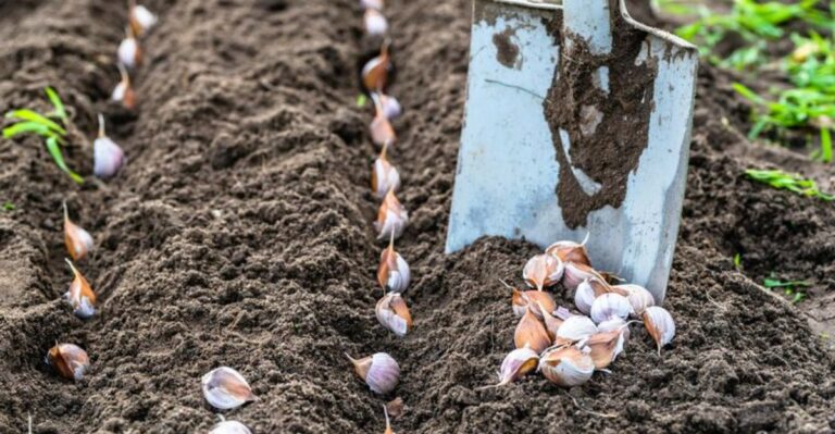 The One Fall Garden Job Michigan Gardeners Should Wrap Up While The Warm Weather Lasts