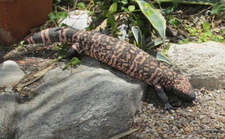 Arizona Residents Should Know Exactly What To Do If This Giant Lizard Wanders Into The Yard