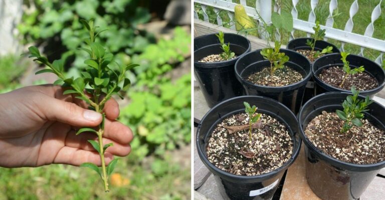 Free Boxwood Shrubs Start With A Few Snips Taken In Georgia This Fall