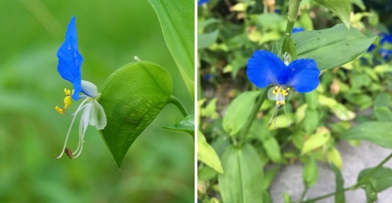 Sky Blue Flowers Opening On Alabama Roadsides In Fall Fade By Lunchtime