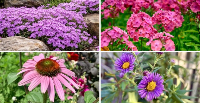 10 Virginia Perennials That Take Turns Blooming From Spring Through Fall