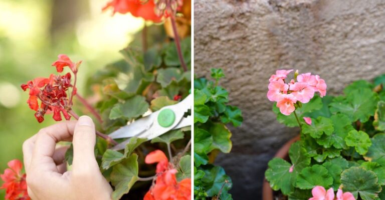 How To Save Your Texas Geraniums This Fall