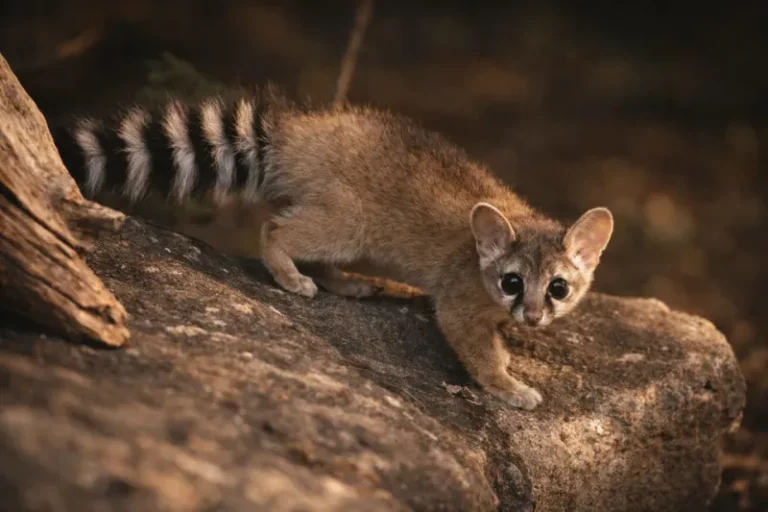 Ringtails May Eat Some Pests, but They Aren’t Home Pest Control