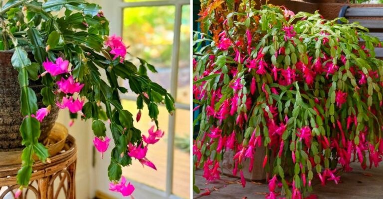 Should A California Christmas Cactus Come Indoors Before October Nights Cool Down?