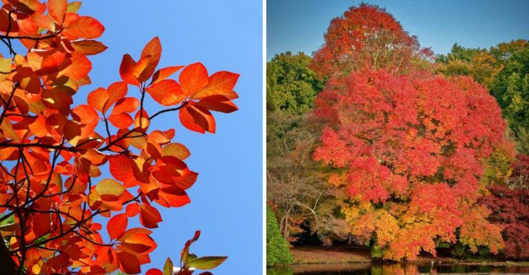 The Native Florida Tree With The Best Fall Color Most Yards Are Missing