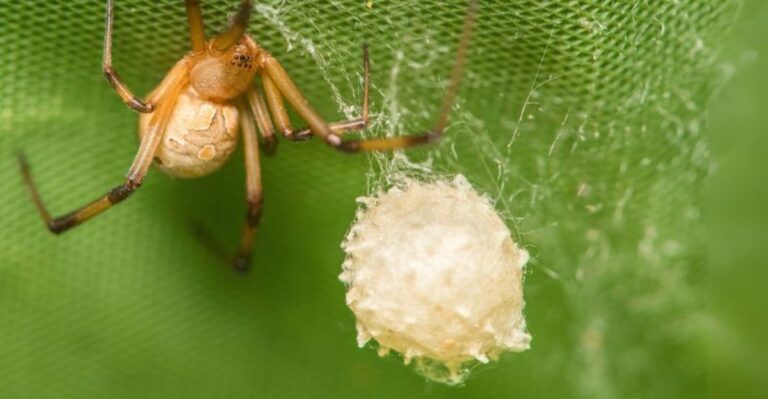 Spiky Egg Sacs On Alabama Fences And Mailboxes Belong To A Spider Many Homeowners Don’t Recognize