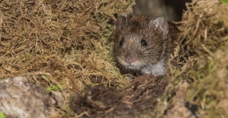 Could Voles Be Hiding Under Your Michigan Fruit Trees Right Now?