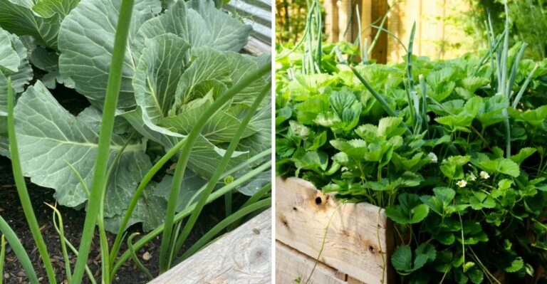 8 Garlic Companion Plants That Grow Well Together In California Gardens