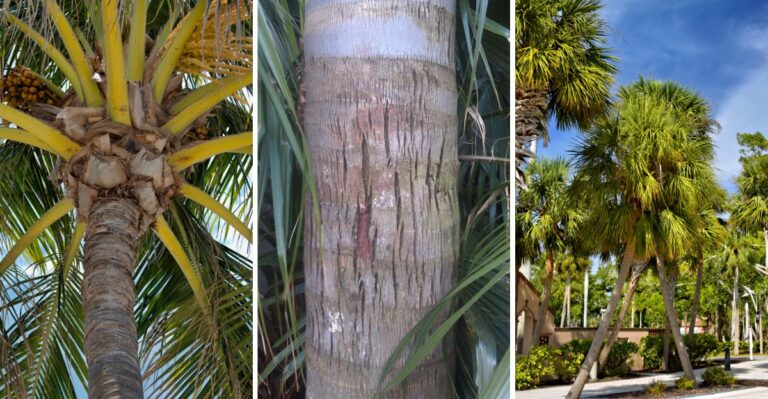 What Florida Palms Need In November Before Cooler Weather Sets In