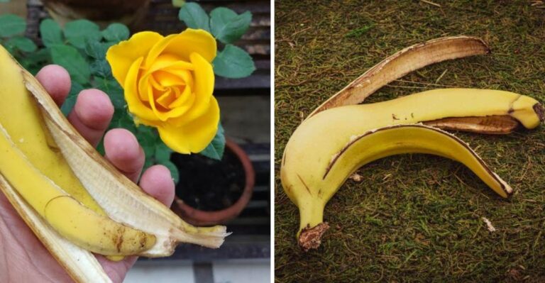 Why Composting Banana Peels First Works Better For Roses