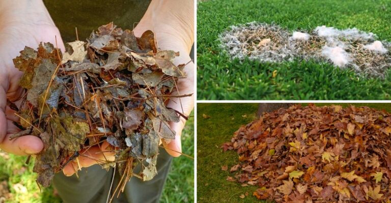 Don’t Let Leaves Smother Your Grass This Fall