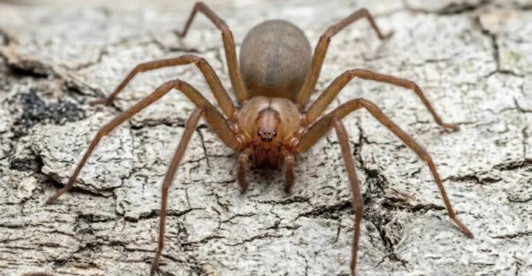 The Brown Spider Hiding In Missouri Garages And Closets Has One Mark That Gives It Away