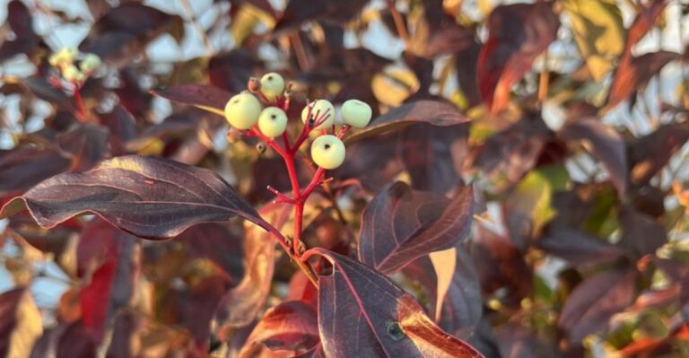 The Native Ohio Plant Birds Love That Most Gardeners Overlook