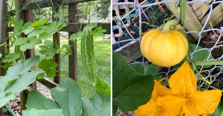10 Pumpkin And Gourd Varieties That Thrive In Georgia’s Fall Climate