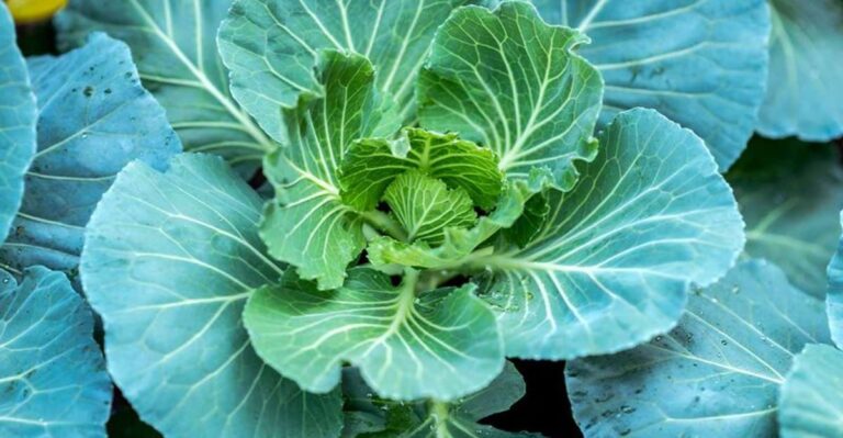 10 Fall Vegetables Florida Gardeners Should Plant Right Now