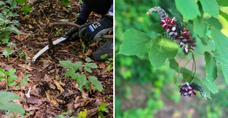Georgia Homeowners Fighting Kudzu Should Tackle It Before Fall Frost