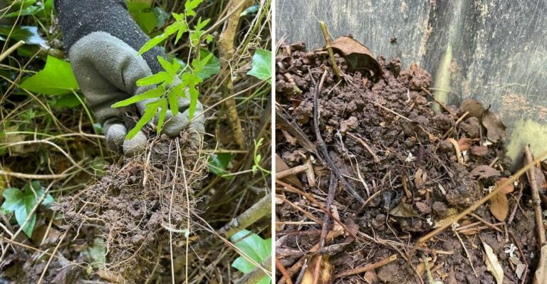 Fresh Pine Straw Could Carry An Invasive Fern Into Georgia Garden Beds