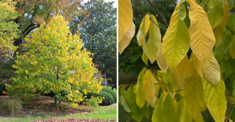 The Most Underrated Native Ohio Tree For Yellow Fall Color