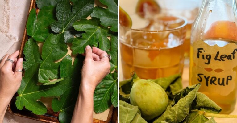 Don’t Toss Your New Jersey Fig Leaves, Turn Them Into Coconut-Vanilla Syrup