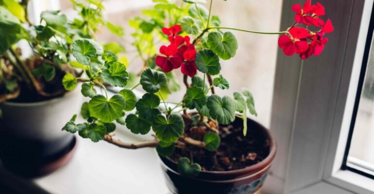 How To Overwinter Geraniums So They Bloom Again Next Year