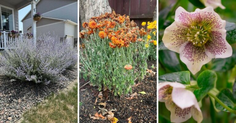 10 Perennials New York Homeowners Should Never Prune This Fall