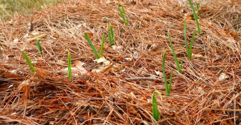 Missouri Pine Needles Make A Free Winter Mulch Many Gardeners Rake Away