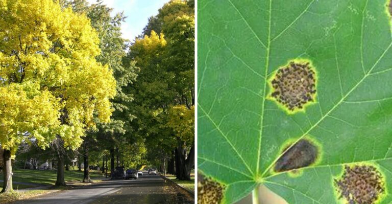 That Black Spot on Your Pennsylvania Maple Leaves Is Tar Spot, Here’s What to Do