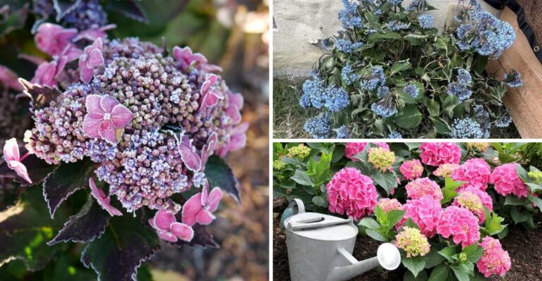 Real Reasons Your California Hydrangeas Leaf Out But Never Bloom